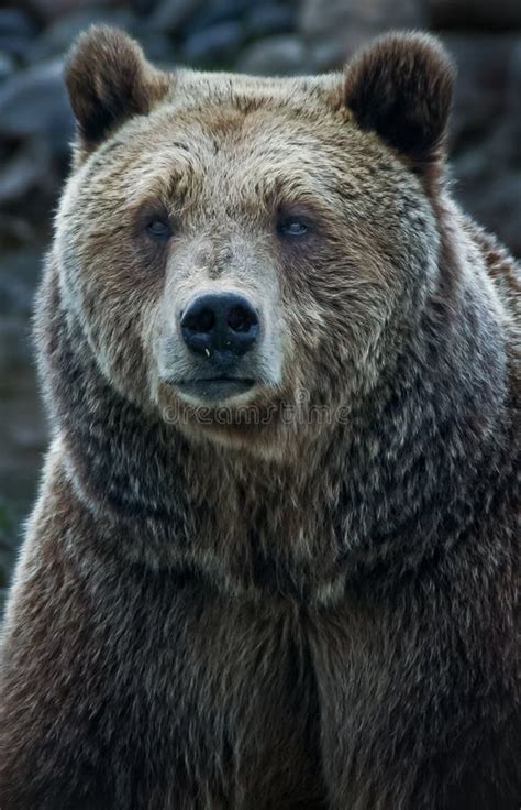 4,797 Grizzly Bear Face Stock Photos - Free & Royalty-Free Stock Photos ...