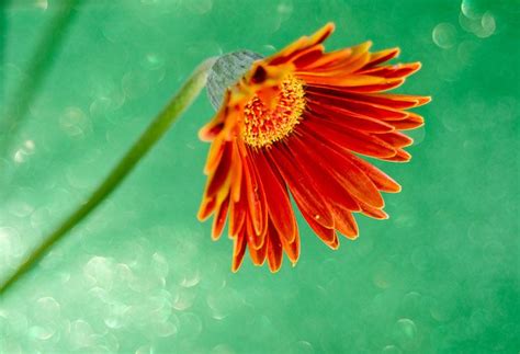 13 Flower Photography Tips for More Creative Photos