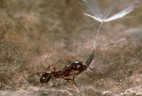 Harvester ant carrying a seed - Stock Image - Z345/0366 - Science Photo Library