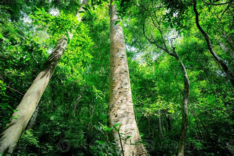 Green trees in forest. Fresh environment. Forest tree with green leaves ...