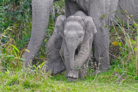 Asian Elephant Calf With Mother • Nature Photography Wall Art Prints