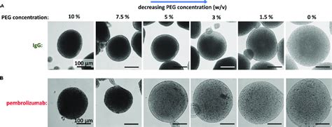 Amorphous solid antibody encapsulated within the alginate hydrogel ...