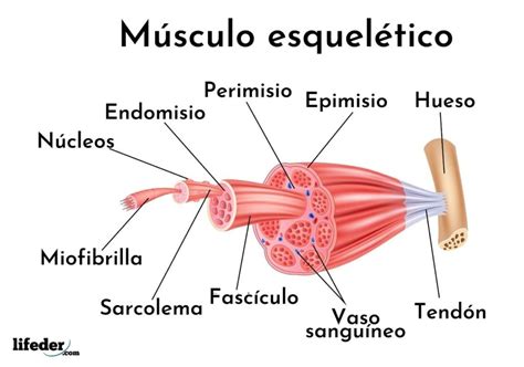 Esquema Musculo Esqueletico