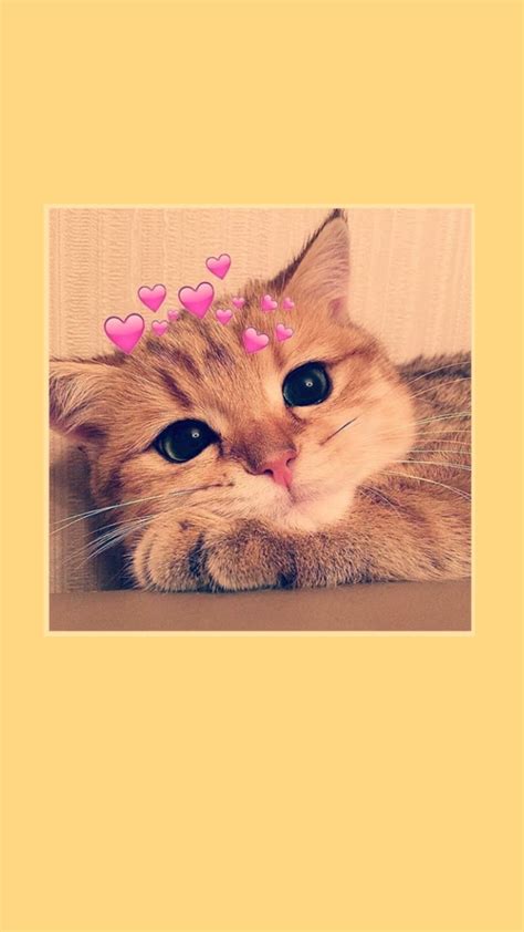 20 Greatest wallpaper aesthetic kucing lucu You Can Download It free - Aesthetic Arena