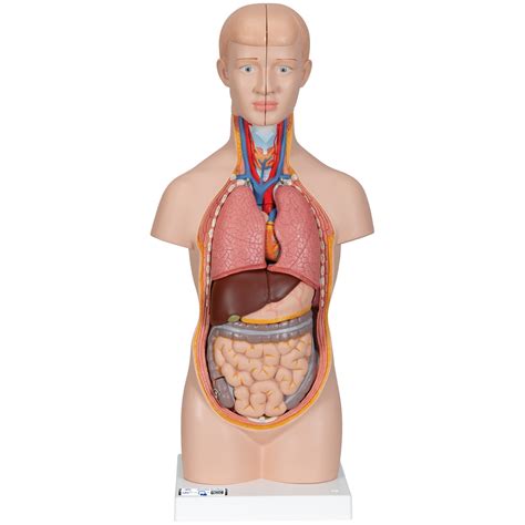 Anatomy Human Torso Model Labeled Organs Anatomy Body, 52% OFF