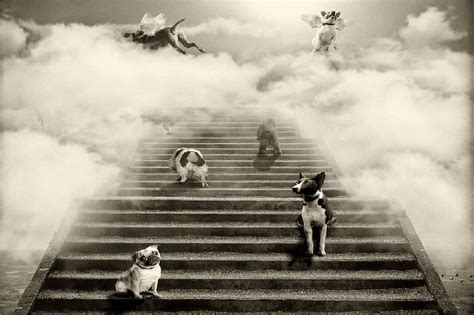 Animals And The Afterlife - In5D