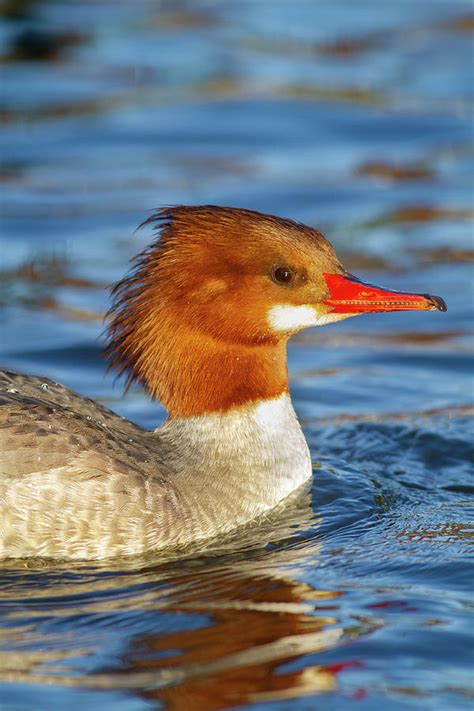 Female Common Merganser Photograph by Mark Miller