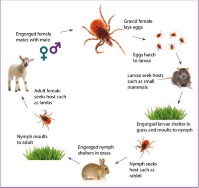 Tick Life Cycle