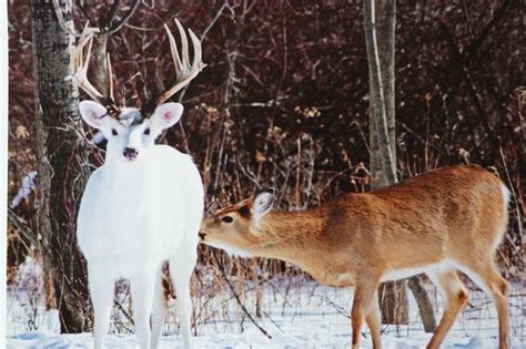 A Shiny White Deer has appeared! (seneca white deer) : RealLifeShinies | Albino animals, Rare ...