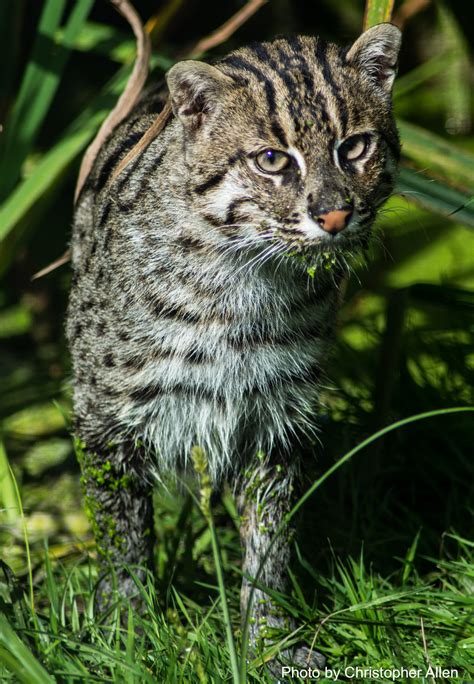 Fishing Cats: The Famed Fish-Loving Felines Of Southeastern Asia Mekong Fish Network | atelier ...