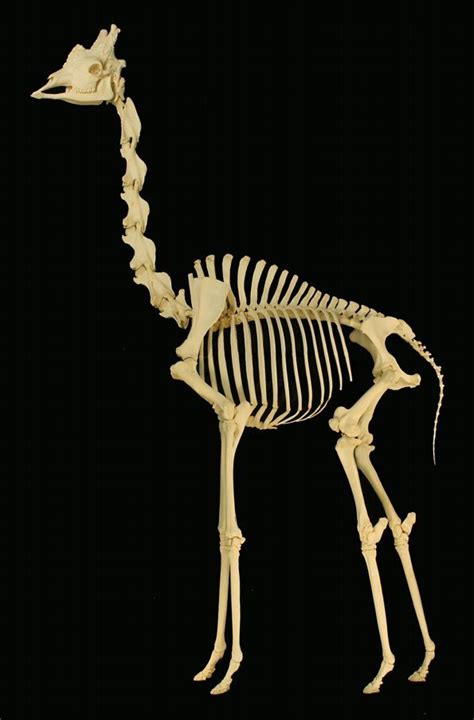 This is a picture of a giraffe skeleton on exhibit at the Museum of Osteology, Oklahoma City ...