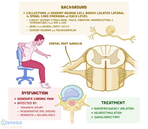 Dorsal Root Ganglion: What Is It, Where Are They Located, Function, and More | Osmosis