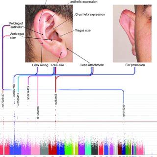 | Genome-wide associations of pinna traits. Variation in 10 pinna ...