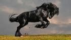 Black Horse Animal Pictures