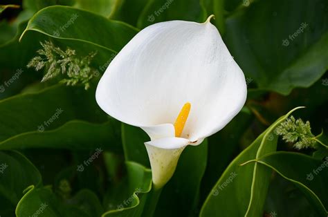 Premium Photo | Calla lily in the garden