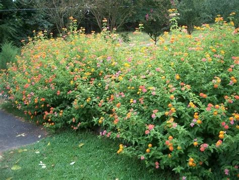 Seeds from lantana - Seed Saving Forum - GardenWeb | Lantana, Pergola ...