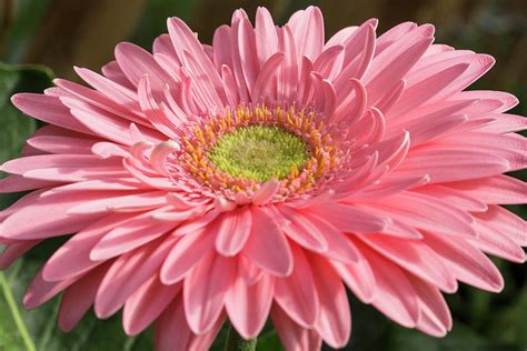 Pink Gerbera Daisy Photograph by Iris Richardson - Fine Art America