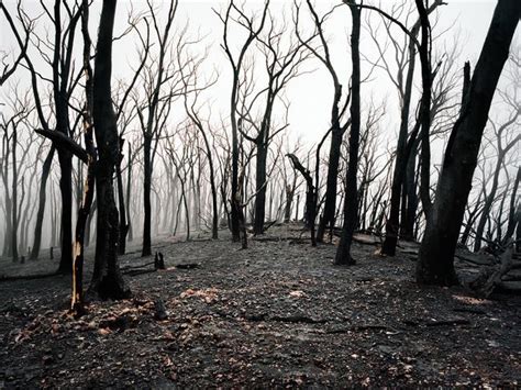 Black Saturday bushfires: RMIT researchers devise a plan that could ...