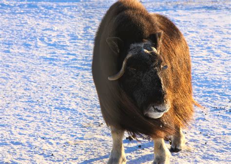 Unique Winter Experiences in the Alaskan Wilderness!