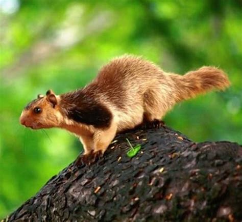 Grizzled giant squirrel scores a century in Chinnar sanctuary | Nature ...