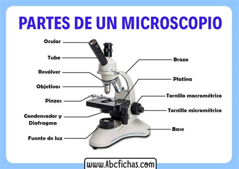 Ficha De Partes Del Microscopio | Porn Sex Picture