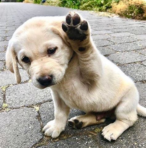 Dog waving with paw : r/aww