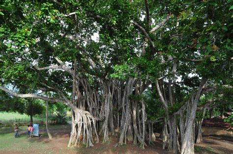 File:Banyan tree-2.jpg - Wikimedia Commons