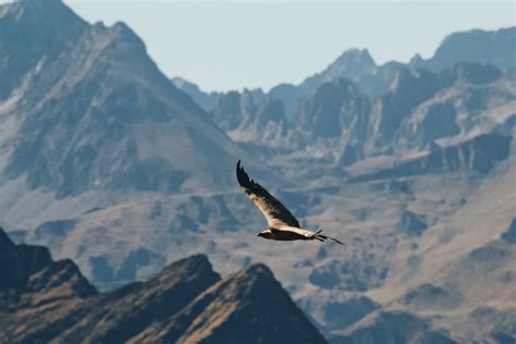 Eagle flying over Mountains · Free Stock Photo