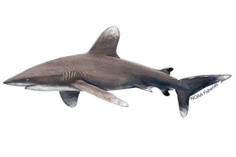 Oceanic Whitetip Shark | NOAA Fisheries