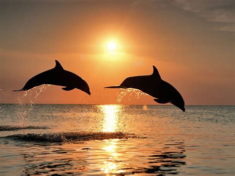 Photo Gallery: dolphin sunset backgrounds