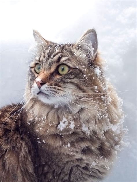 50 Majestic Cats Playing In The Snow | Cute cats, Cats, Pretty cats