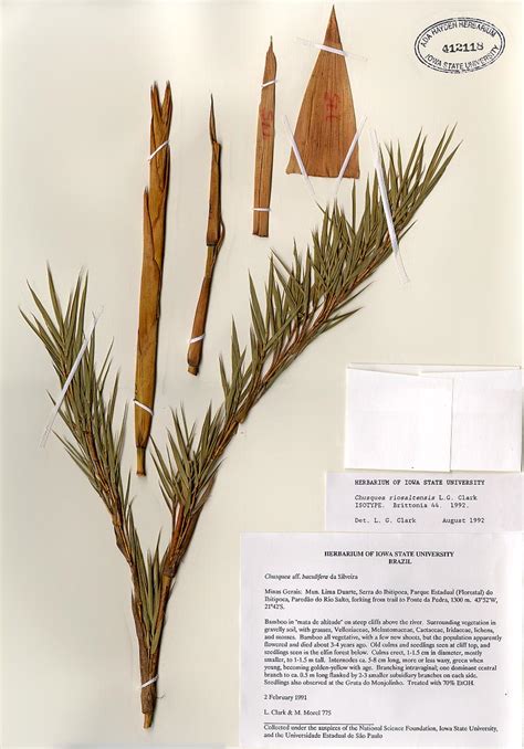 Example Herbarium Sheets | Ada Hayden Herbarium