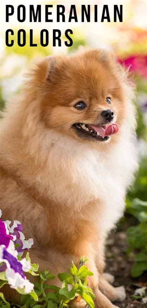 Pomeranian Colors, Markings and Patterns