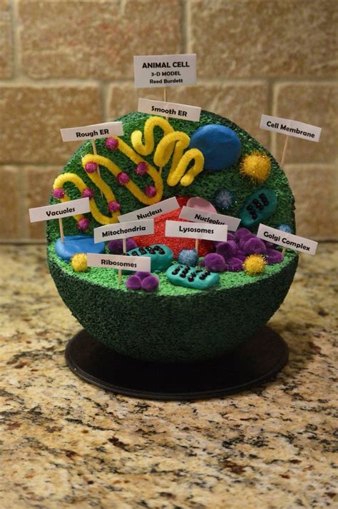 3d Animal Cell Project, Cell Model Project, Ms Project, 3d Animal Cell Model, Cell Diagram ...