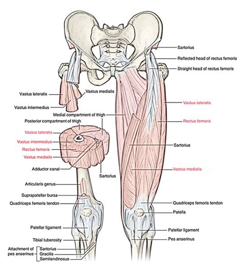 Quadriceps Femoris – Earth's Lab