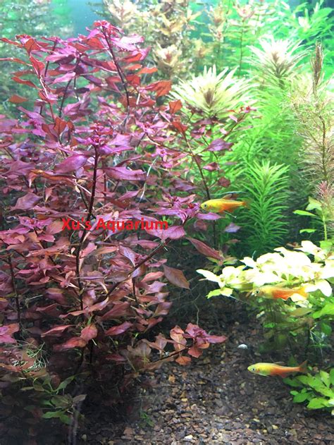 Ludwigia Palustris 'super Red' Live - Etsy