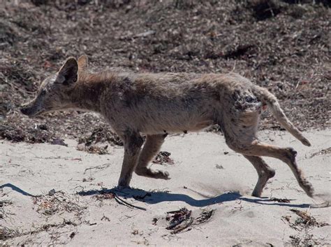 50 Interesting Coyote Facts That You Should Know | Facts.net