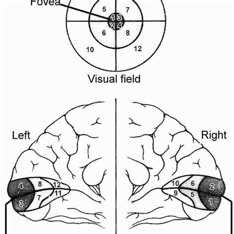 The sensory homunculus; how somatosensory cortex proportionally ...