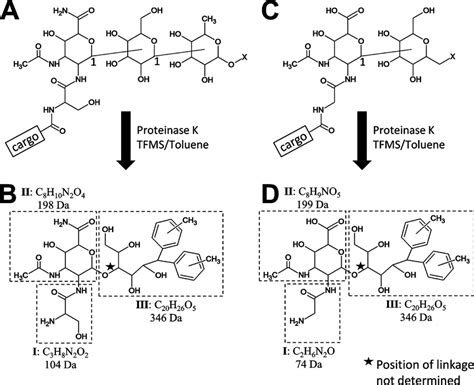 Proposed overall structure of LPS fragments. Proposed structures of LPS... | Download Scientific ...