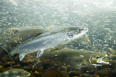 FDA removes restrictions on genetically modified salmon