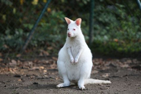 File:Albino Kangaroo.jpg - Wikimedia Commons