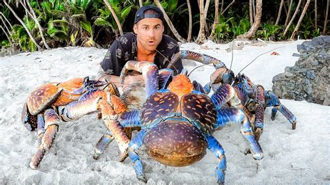 Exploring For Giant Coconut Crabs - Are They Man Eaters?