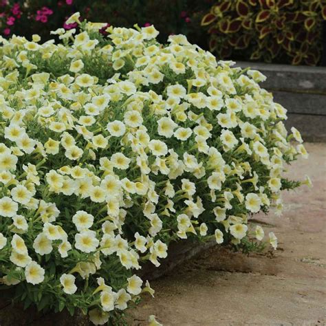 Petunia Grandiflora Seed - Yellow Petunia Flower Seeds