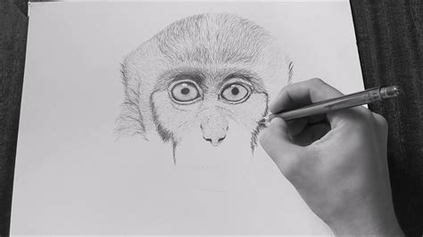 How To Draw A Life Like Monkey - Buildingrelationship21