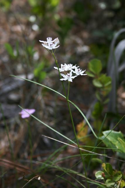 Native Florida Wildflowers: Florida Milkweed - Asclepias feayi