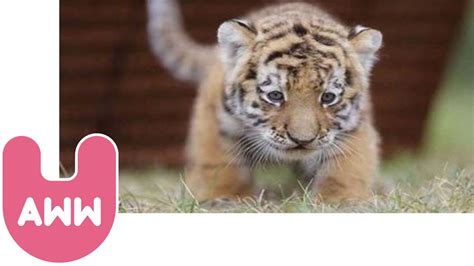 Cute Siberian Tiger Cubs from Hungary - YouTube