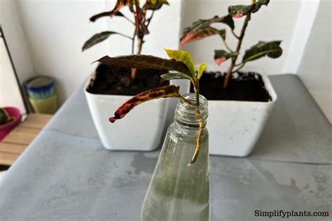 How To Propagate Croton Plant? (A Step-by-Step Guide) » Simplify Plants