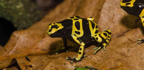 Oakland Zoo | Poison Dart Frogs