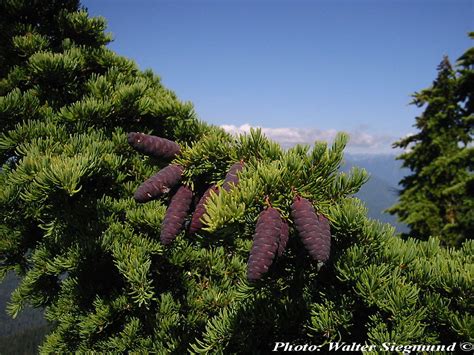 Tsuga mertensiana - Description | CG Encyclopedia