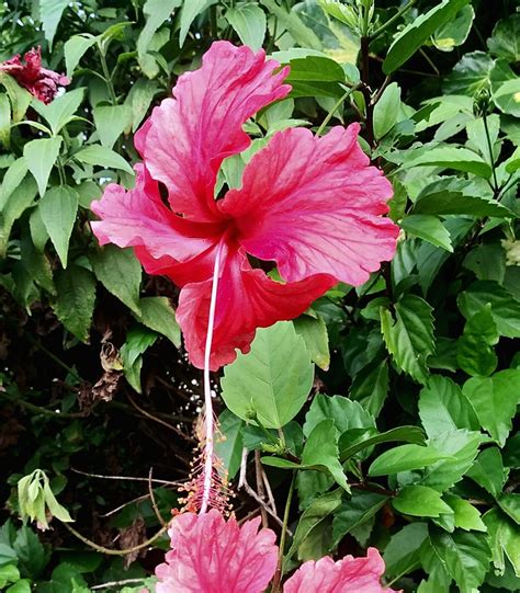 Hibiscus Pink Hawaii - Free photo on Pixabay - Pixabay